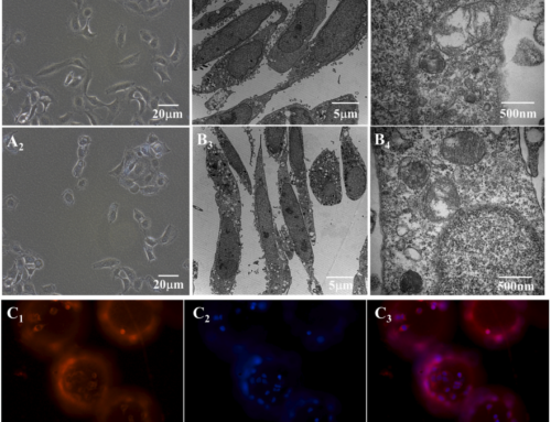 Harnessing Microcarrier Culture for Large-Scale Screening of Active Compounds Acting on FGFR4 Using HEK293T Cells